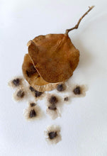 Load image into Gallery viewer, Jacaranda Seeds